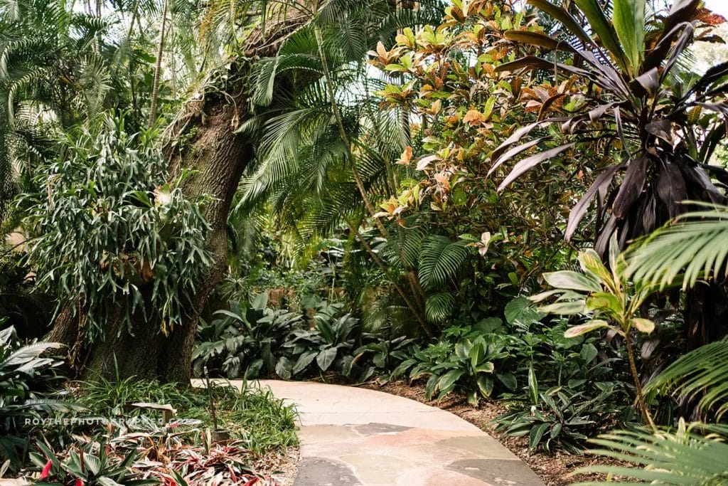 A lush walkway at Sunken Gardens, perfect for wedding guests to stroll through, featuring a variety of tropical plants and a smooth stone path.