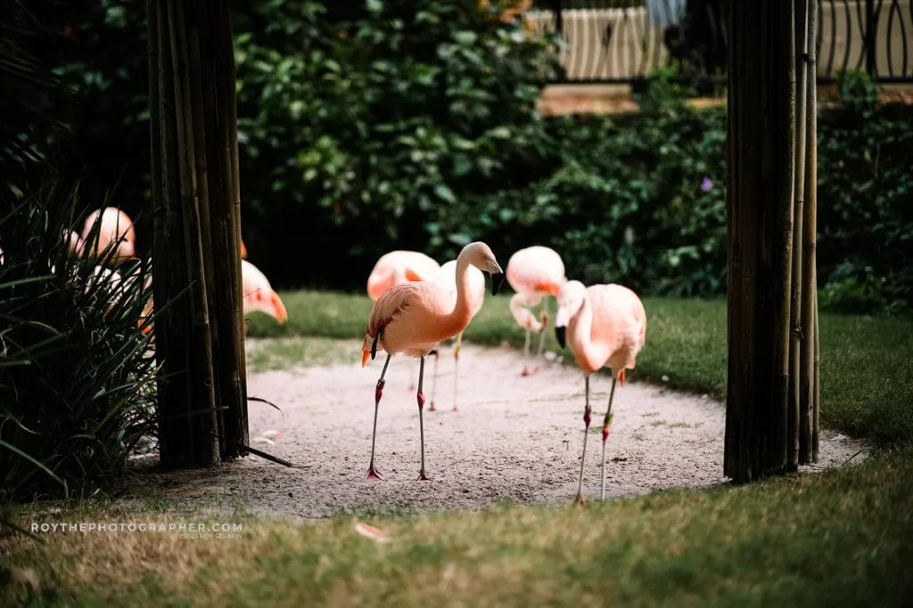 A glimpse into the Sunken Gardens' wildlife, capturing a group of graceful flamingos behind the greenery, adding a unique touch to the wedding venue ambiance.