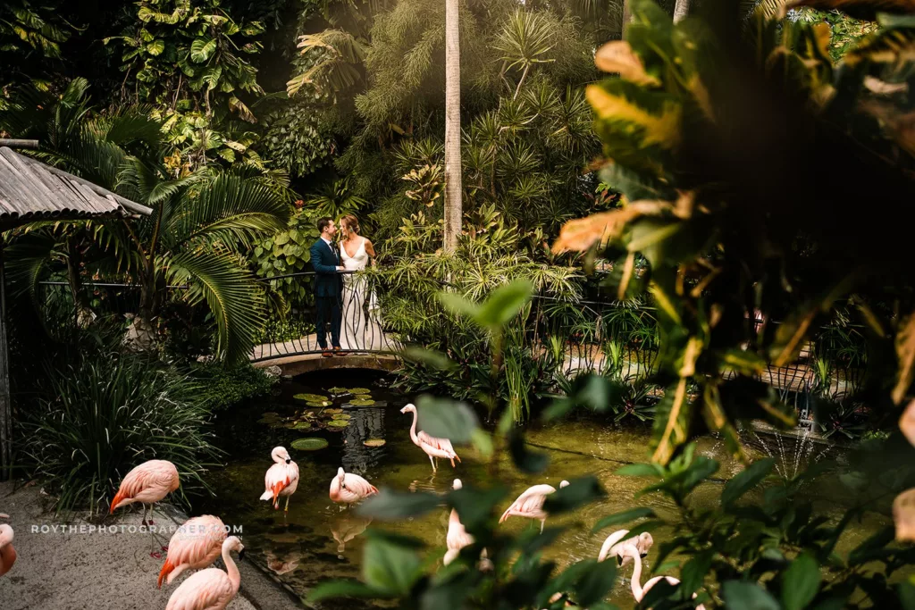A bride and groom share a romantic moment on a bridge over a tranquil pond with flamingos in the background, nestled within the tropical Sunken Gardens landscape.